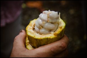 Cacao pod